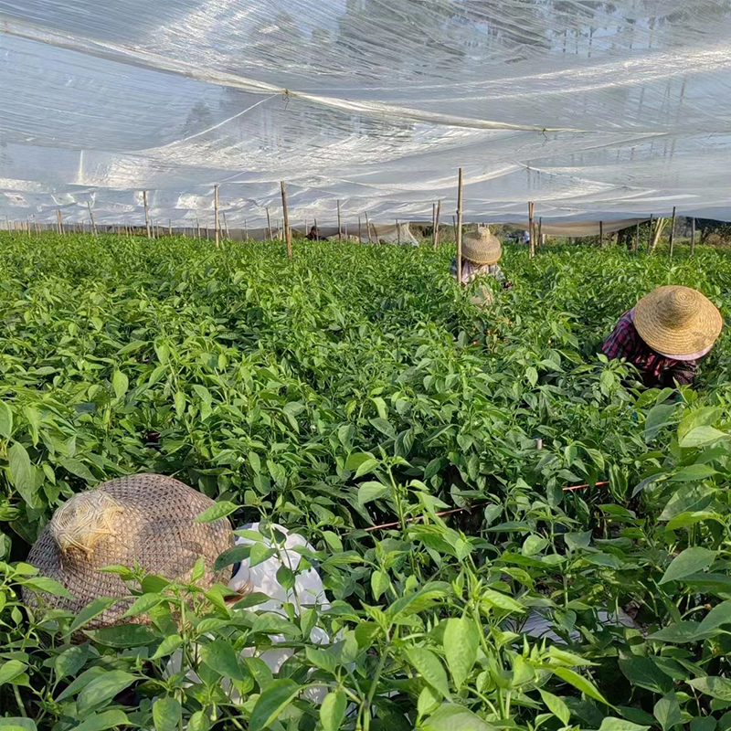 蔬菜防蟲(chóng)網(wǎng)實(shí)景拍攝